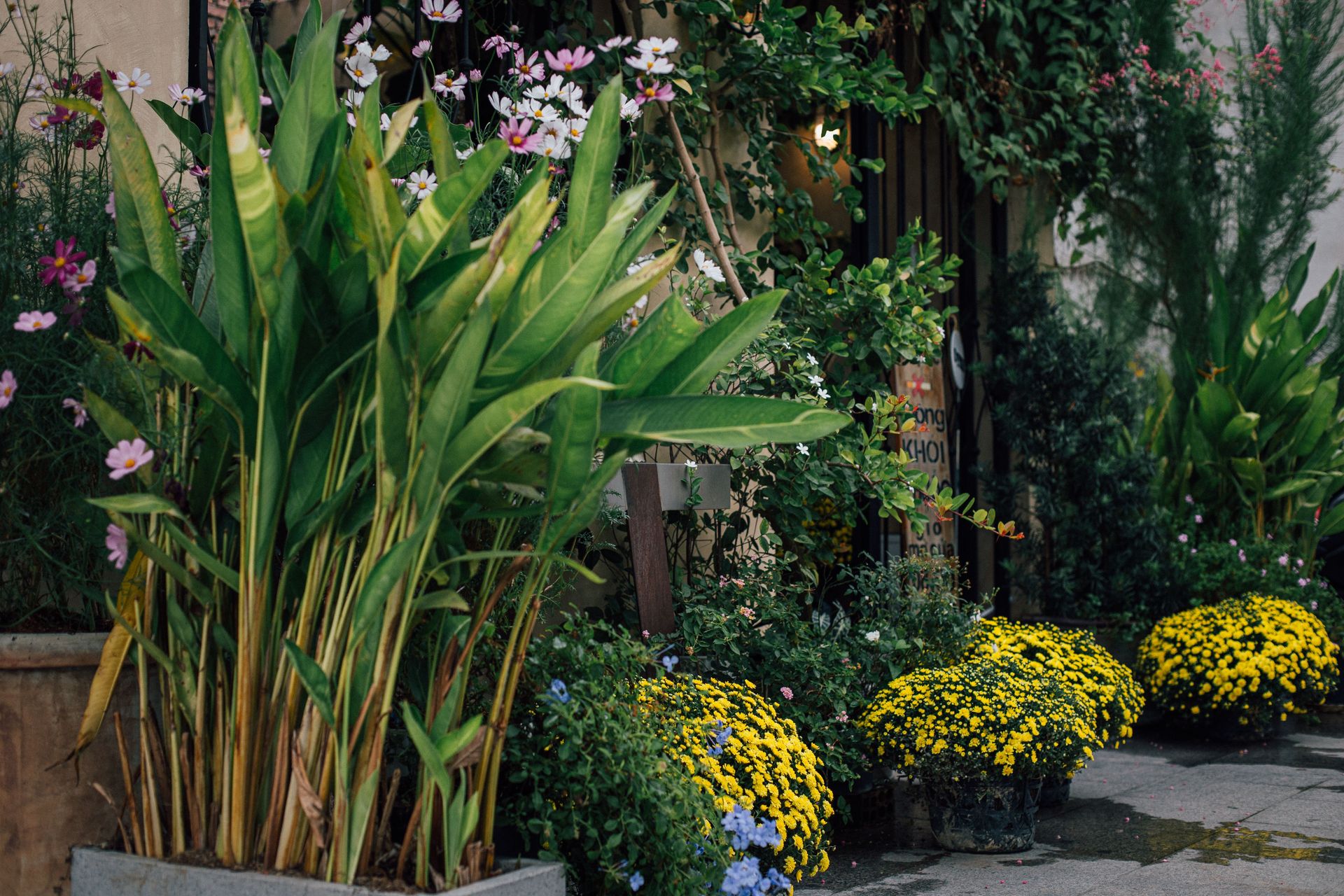 Lush garden with colorful flowers and green plants, showcasing nature's beauty.